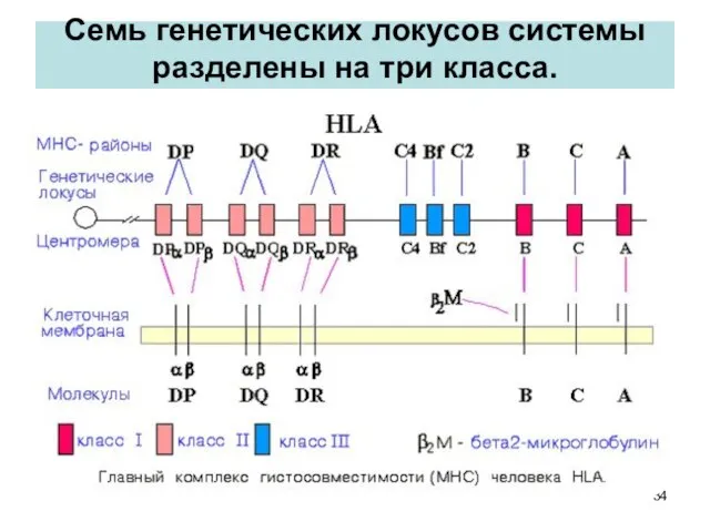 Семь генетических локусов системы разделены на три класса.