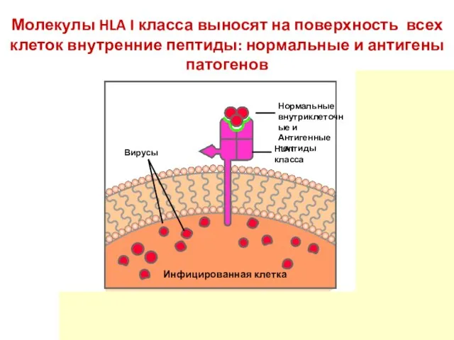 Молекулы HLA I класса выносят на поверхность всех клеток внутренние пептиды: