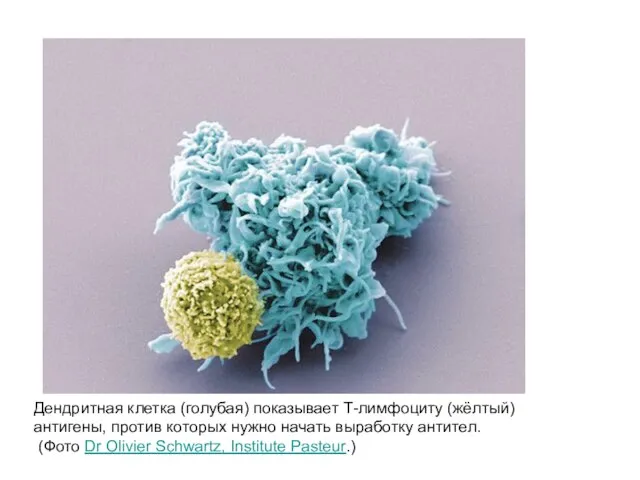 Дендритная клетка (голубая) показывает Т-лимфоциту (жёлтый) антигены, против которых нужно начать