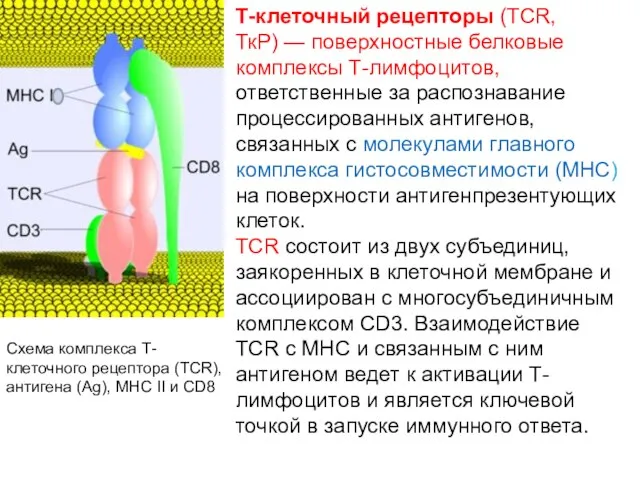 Т-клеточный рецепторы (TCR, ТкР) — поверхностные белковые комплексы Т-лимфоцитов, ответственные за