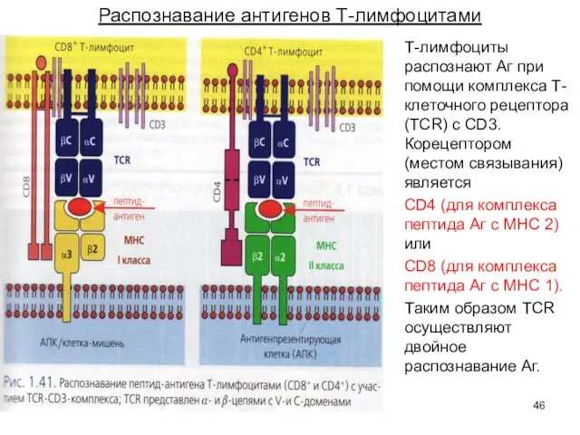 Распознавание антигенов Т-лимфоцитами Т-лимфоциты распознают Аг при помощи комплекса Т-клеточного рецептора