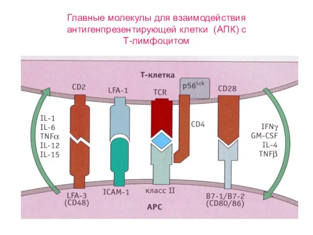 Главные молекулы для взаимодействия антигенпрезентирующей клетки (АПК) с Т-лимфоцитом