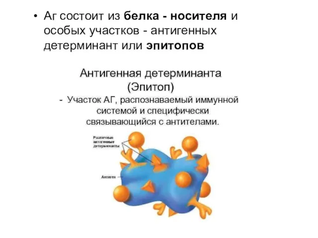 Аг состоит из белка - носителя и особых участков - антигенных детерминант или эпитопов