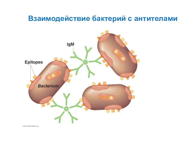 Взаимодействие бактерий с антителами