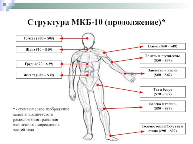 Голова (S00 – S09) Шея (S10 – S19) Грудь (S20 –