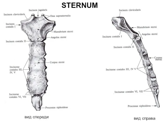 STERNUM вид спереди вид справа