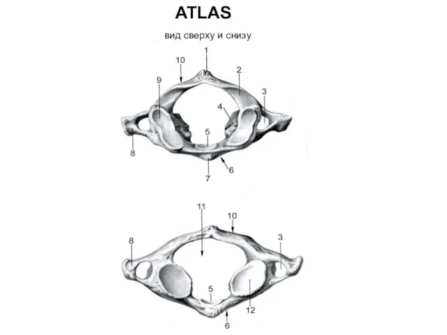 ATLAS вид сверху и снизу