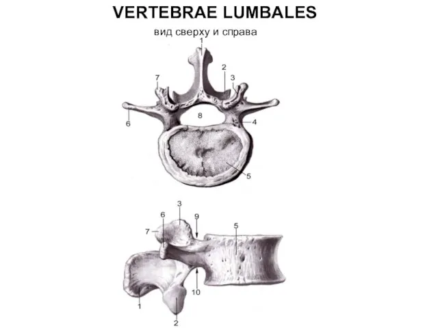 VERTEBRAE LUMBALES вид сверху и справа