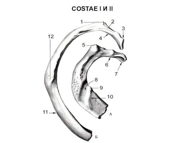 COSTAE I И II