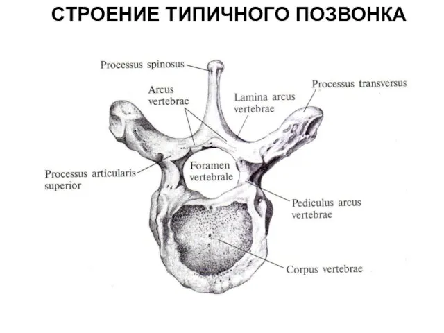 СТРОЕНИЕ ТИПИЧНОГО ПОЗВОНКА