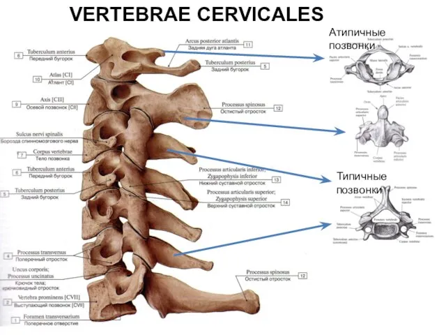 VERTEBRAE CERVICALES Атипичные позвонки Типичные позвонки