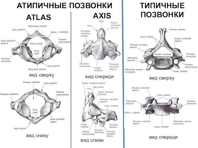 АТИПИЧНЫЕ ПОЗВОНКИ ATLAS вид сверху вид снизу AXIS ТИПИЧНЫЕ ПОЗВОНКИ вид