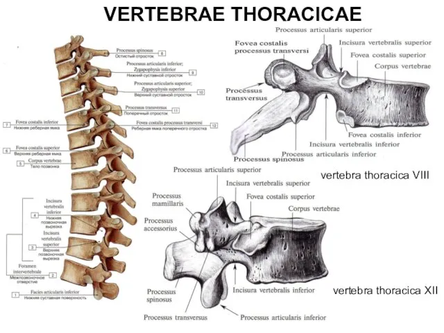 VERTEBRAE THORACICAE vertebra thoracica VIII vertebra thoracica XII