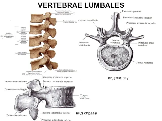 VERTEBRAE LUMBALES вид сверху вид справа