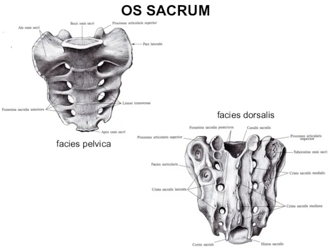 OS SACRUM facies pelvica facies dorsalis