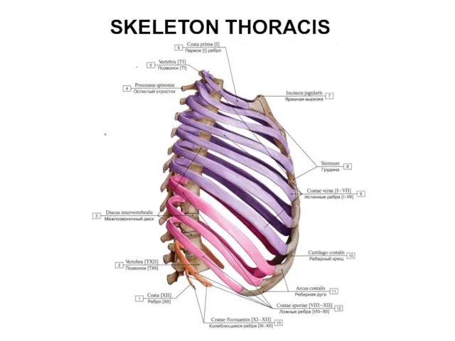 SKELETON THORACIS