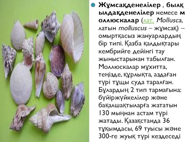 Жұмсақденелілер , былқылдақденелілер немесе моллюскалар (лат. Mollusca, латын molluscus – жұмсақ)