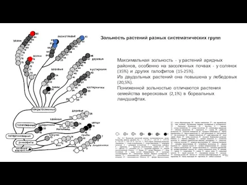 Зольность растений разных систематических групп Максимальная зольность - у растений аридных