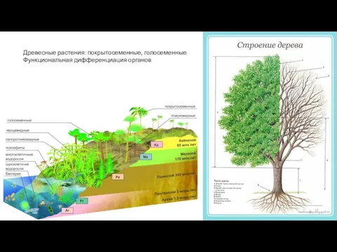 Древесные растения: покрытосеменные, голосеменные Функциональная дифференциация органов