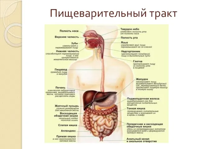 Пищеварительный тракт