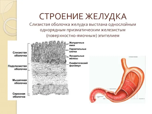 СТРОЕНИЕ ЖЕЛУДКА Слизистая оболочка желудка выстлана однослойным однорядным призматическим железистым (поверхностно-ямочным) эпителием