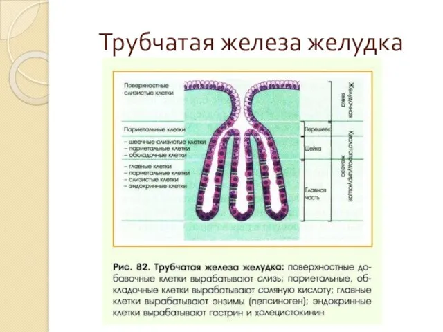 Трубчатая железа желудка