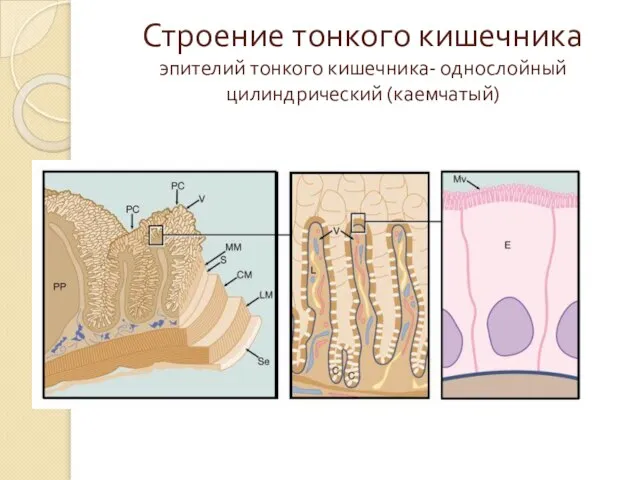 Строение тонкого кишечника эпителий тонкого кишечника- однослойный цилиндрический (каемчатый)