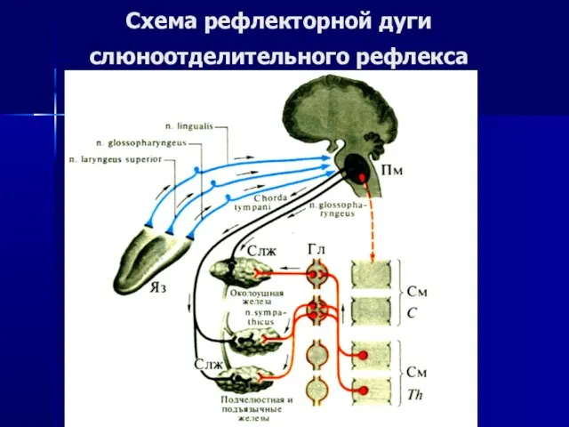 Схема рефлекторной дуги слюноотделительного рефлекса