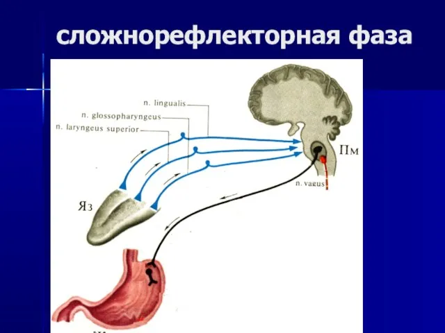 сложнорефлекторная фаза