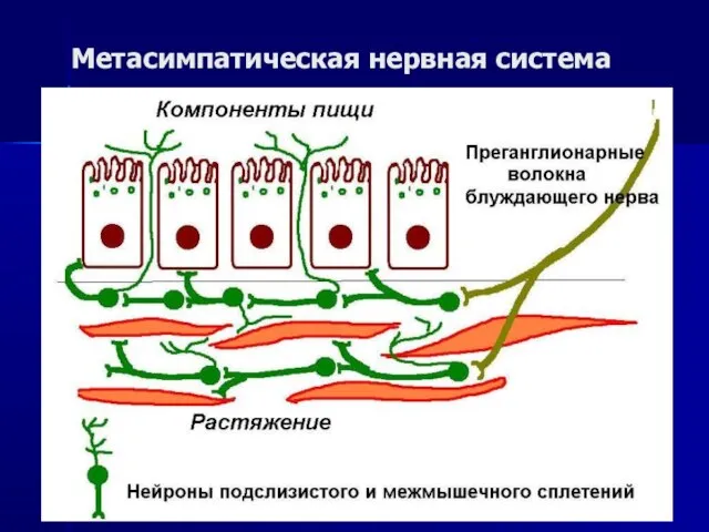 Метасимпатическая нервная система