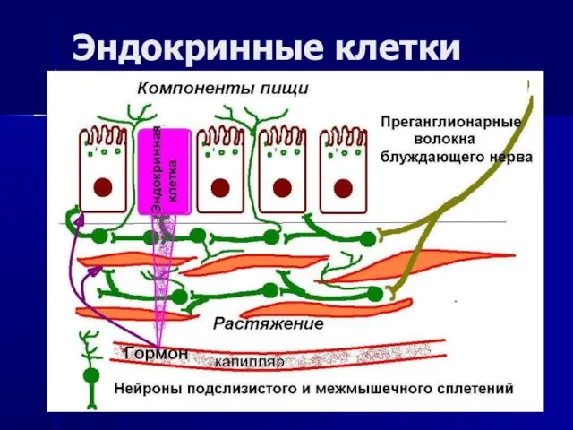 Эндокринные клетки