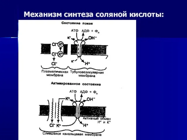 Механизм синтеза соляной кислоты: