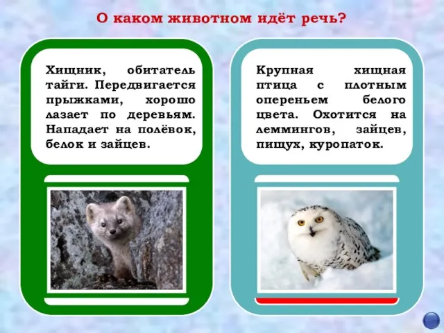 О каком животном идёт речь? Хищник, обитатель тайги. Передвигается прыжками, хорошо