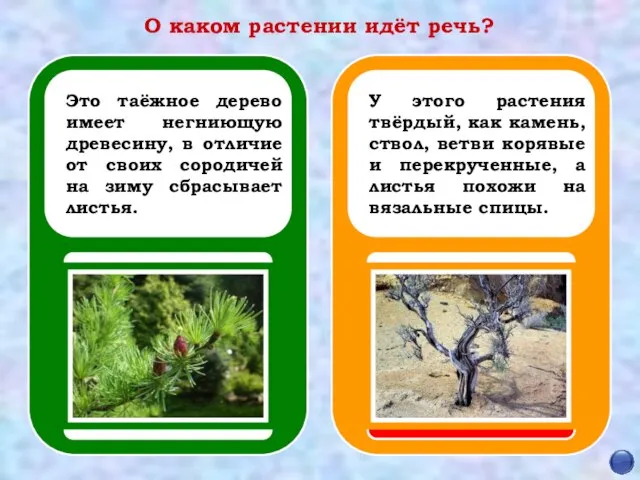 О каком растении идёт речь? Это таёжное дерево имеет негниющую древесину,