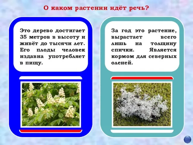 О каком растении идёт речь? Это дерево достигает 35 метров в