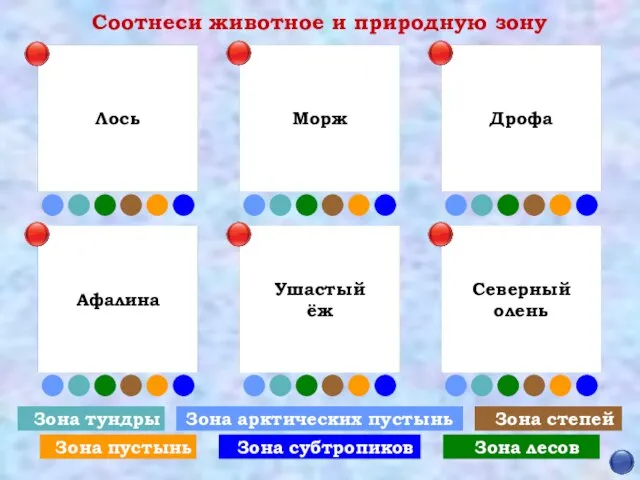 Соотнеси животное и природную зону Зона арктических пустынь Зона тундры Зона