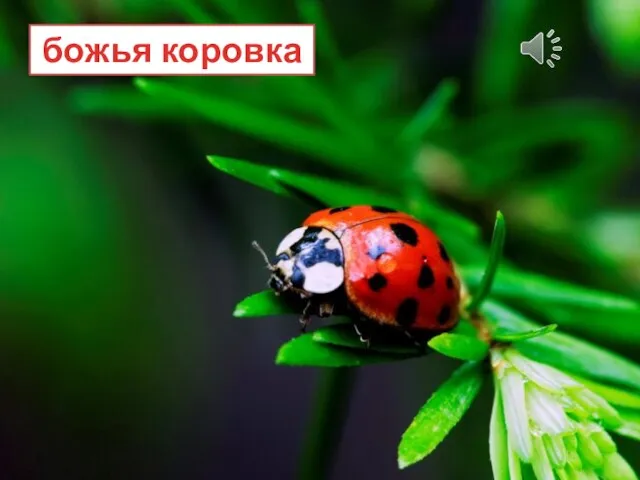 божья коровка