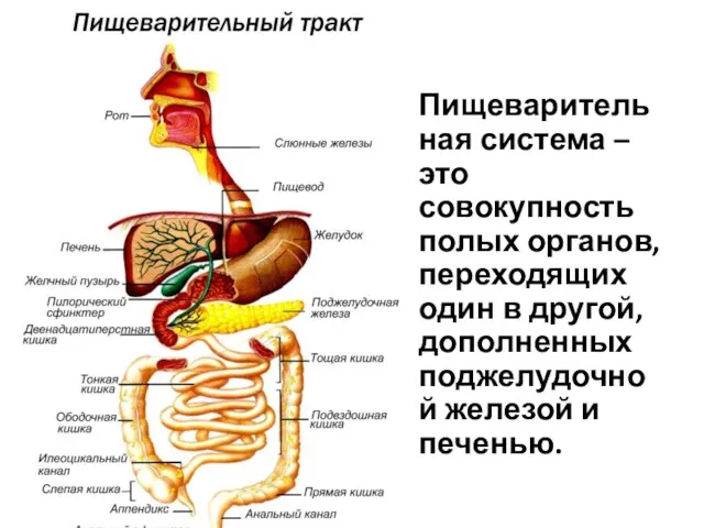 Пищеварительная система – это совокупность полых органов, переходящих один в другой, дополненных поджелудочной железой и печенью.