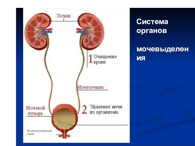 Система органов мочевыделения