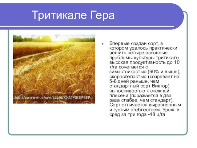 Тритикале Гера Впервые создан сорт, в котором удалось практически решить четыре