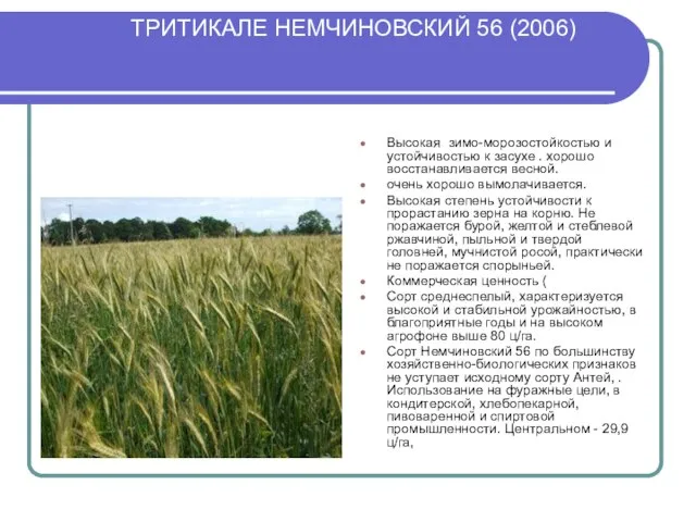 ТРИТИКАЛЕ НЕМЧИНОВСКИЙ 56 (2006) Высокая зимо-морозостойкостью и устойчивостью к засухе .