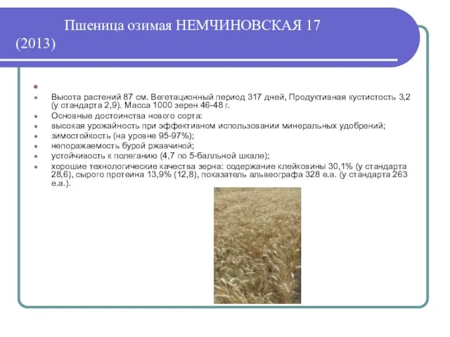 Пшеница озимая НЕМЧИНОВСКАЯ 17 (2013) Высота растений 87 см. Вегетационный период