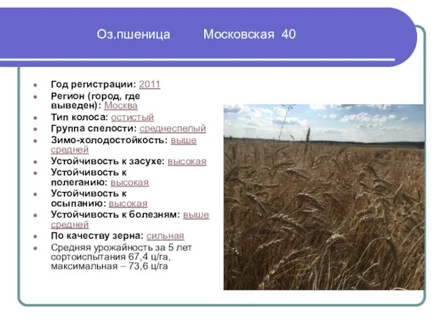 Оз.пшеница Московская 40 Год регистрации: 2011 Регион (город, где выведен): Москва