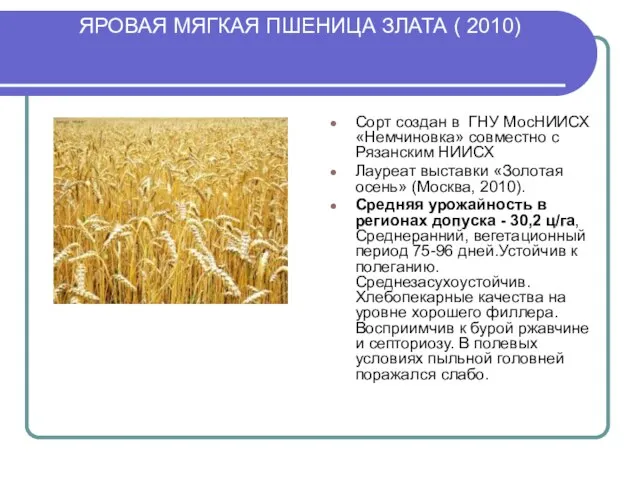 ЯРОВАЯ МЯГКАЯ ПШЕНИЦА ЗЛАТА ( 2010) Сорт создан в ГНУ МосНИИСХ