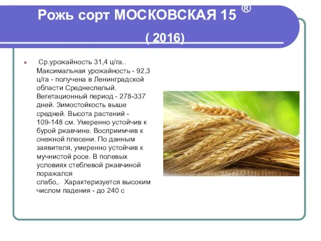 Рожь сорт МОСКОВСКАЯ 15 ® ( 2016) Ср.урожайность 31,4 ц/га.. Максимальная