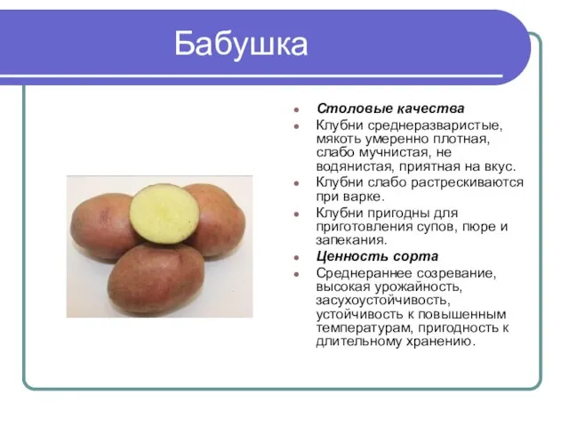 Бабушка Столовые качества Клубни среднеразваристые, мякоть умеренно плотная, слабо мучнистая, не