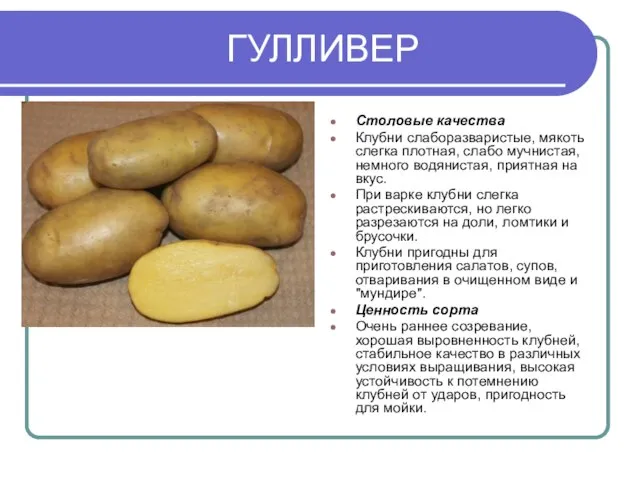 ГУЛЛИВЕР Столовые качества Клубни слаборазваристые, мякоть слегка плотная, слабо мучнистая, немного