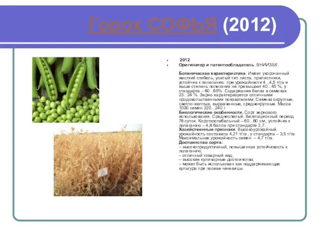 Горох СОФЬЯ (2012) 2012 Оригинатор и патентообладатель. ВНИИЗБК. Ботаническая характеристика. Имеет