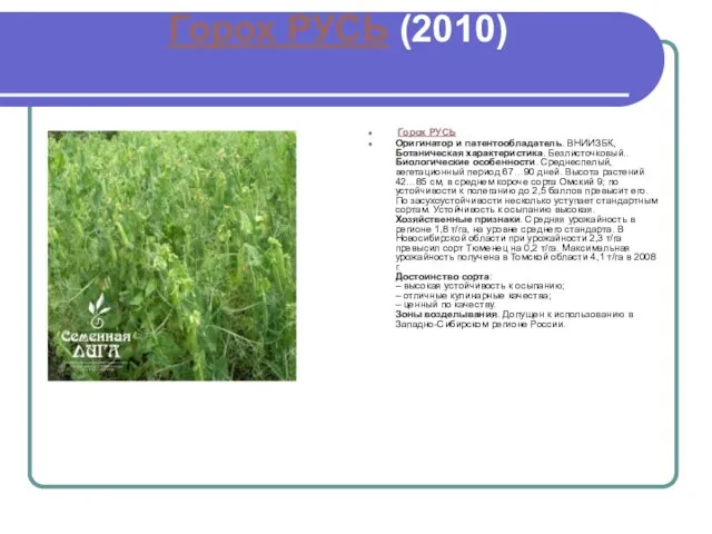 Горох РУСЬ (2010) Горох РУСЬ Оригинатор и патентообладатель. ВНИИЗБК, Ботаническая характеристика.