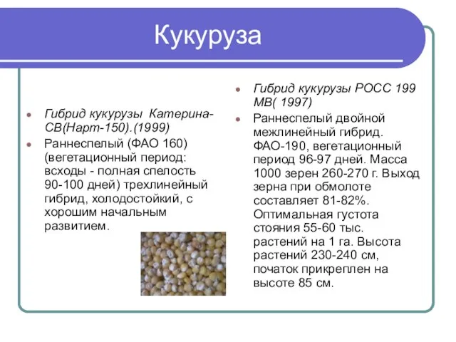 Кукуруза Гибрид кукурузы Катерина-СВ(Нарт-150).(1999) Раннеспелый (ФАО 160) (вегетационный период: всходы -